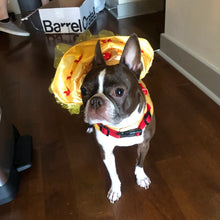 Load image into Gallery viewer, Beauty and the Beast - Belle - Pet Costume