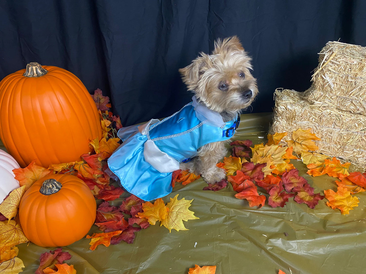 Cinderella - Pet Costume