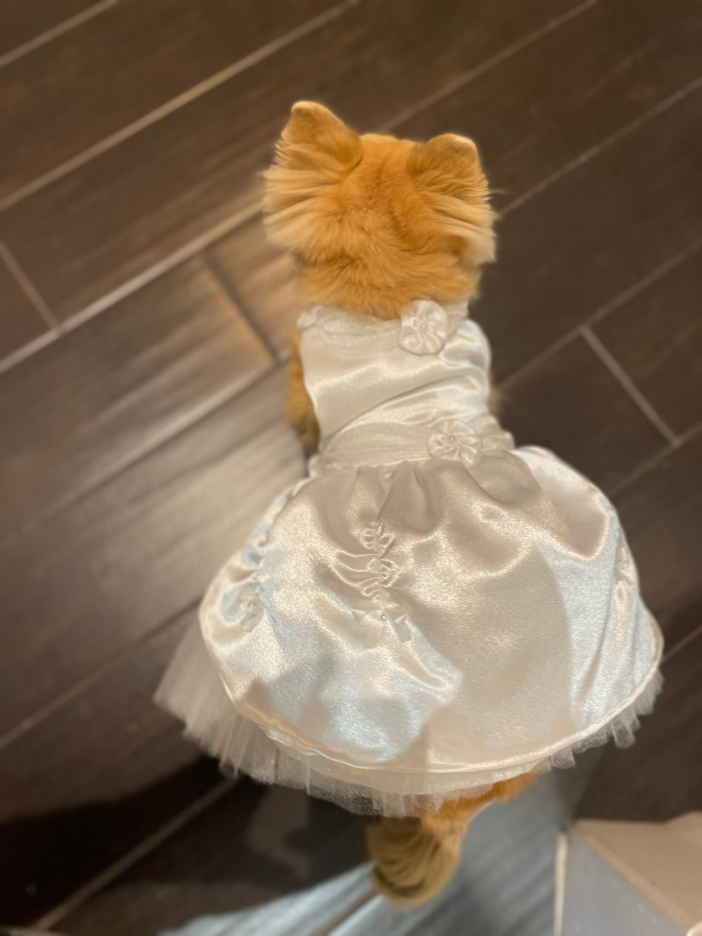 White Dress - Pet Costume