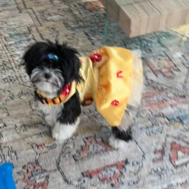 Beauty and the Beast - Belle - Pet Costume