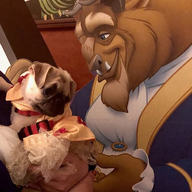 Beauty and the Beast - Belle - Pet Costume