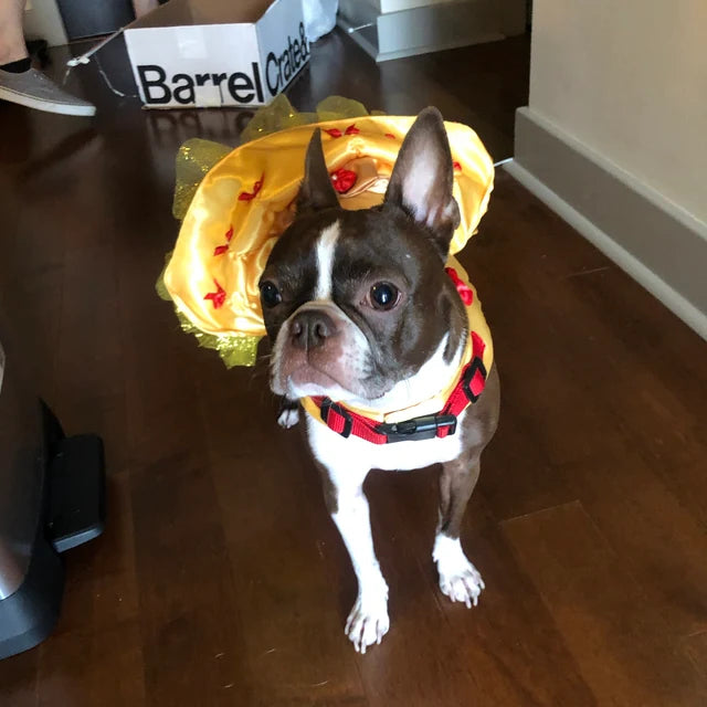 Beauty and the Beast - Belle - Pet Costume
