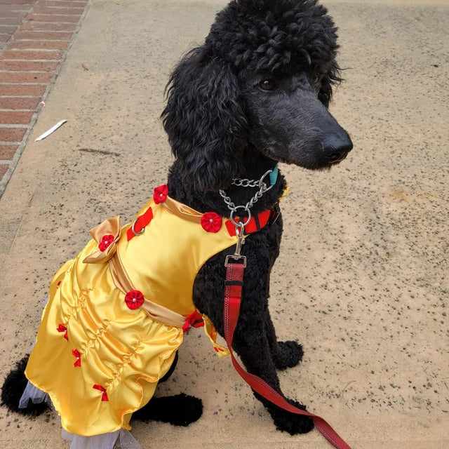 Beauty and the Beast - Belle - Pet Costume