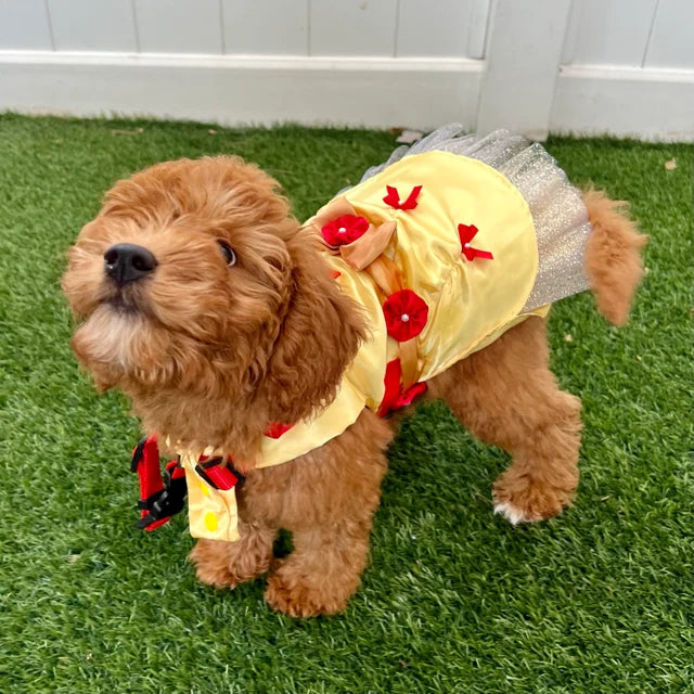 Beauty and the Beast - Belle - Pet Costume