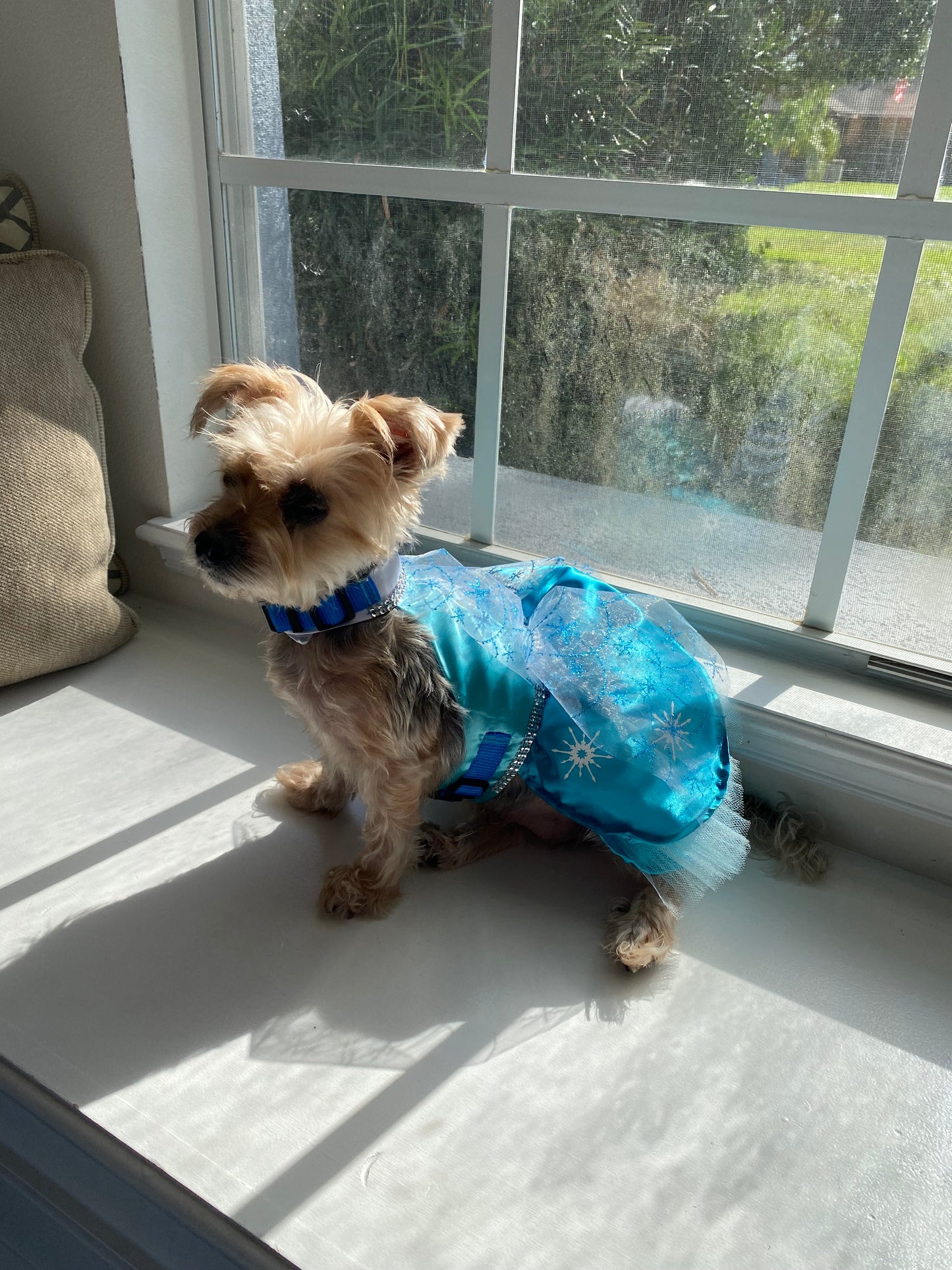 Frozen - Elsa - Pet Costume